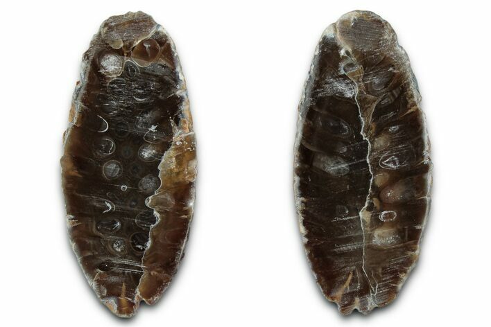 Cut & Polished Fossil Cycadophyte Cone - Boujdour, Morocco #346854